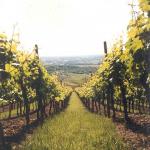 006_weinberg_ausblick