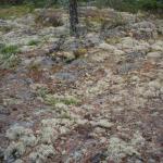 051_schweden_2005_jascha